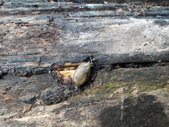 Arion circumscriptus