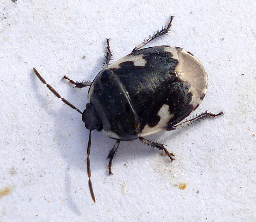 Tritomegas