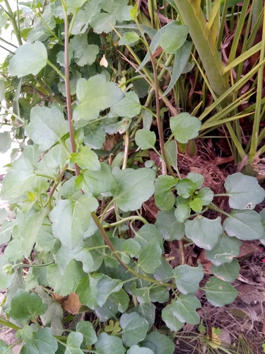 Nasturtium image