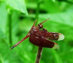 Neurothemis terminata