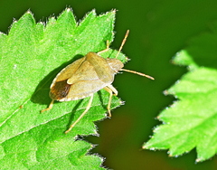 Peribalus strictus strictus
