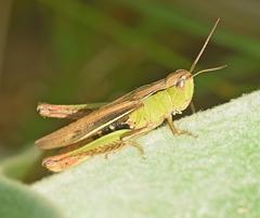 Chorthippus dichrous