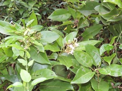 Volkameria glabra