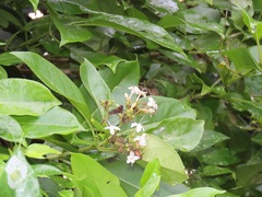 Volkameria glabra