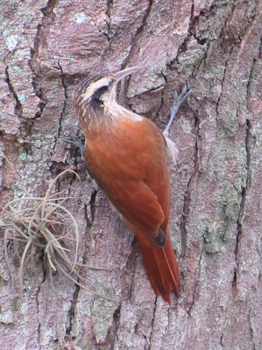Lepidocolaptes angustirostris