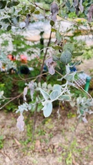 Acacia podalyriifolia