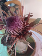 Protea × hybrida
