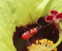 Dysdercus nigrofasciatus