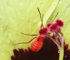 Dysdercus nigrofasciatus