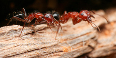 Camponotus sayi