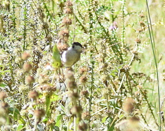 Poecile palustris