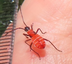Dysdercus nigrofasciatus