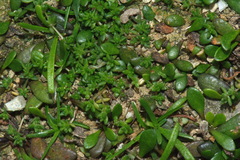 Crassula mataikona