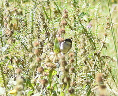 Poecile palustris