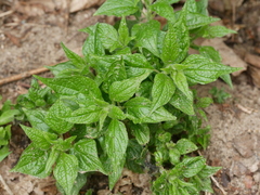 Parietaria officinalis