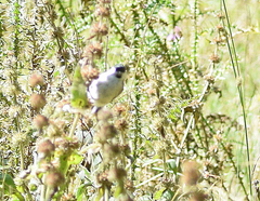 Poecile palustris