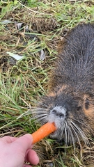 Myocastor coypus