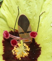 Dysdercus nigrofasciatus