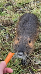 Myocastor coypus