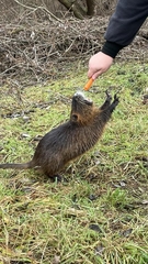 Myocastor coypus