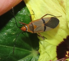 Dysdercus nigrofasciatus