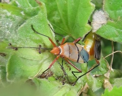 Dysdercus nigrofasciatus