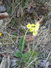 Primula elatior