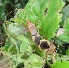 Dysdercus nigrofasciatus