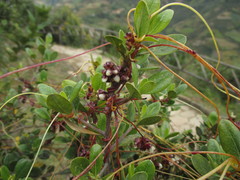 Cuscuta odorata