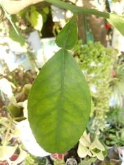 Citrus maxima