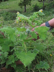 Calceolaria calycina