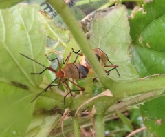 Dysdercus nigrofasciatus