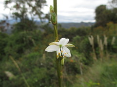 Trihesperus glaucus