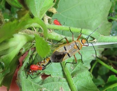 Dysdercus nigrofasciatus