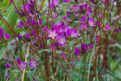 Gentianella liniflora