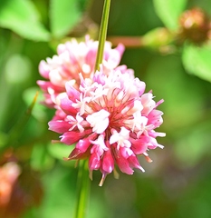 Trifolium hybridum
