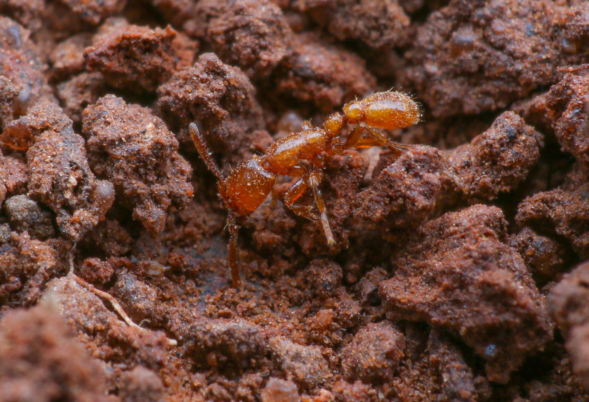 Neivamyrmex microps