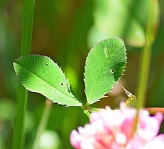 Trifolium hybridum