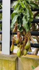 Nepenthes alata × ventricosa