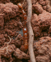 Neivamyrmex microps