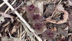 Urtica platyphylla