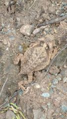 Phrynosoma taurus