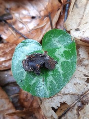Ciboria rufofusca