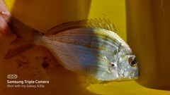 Rhabdosargus holubi