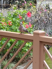Streptopelia chinensis