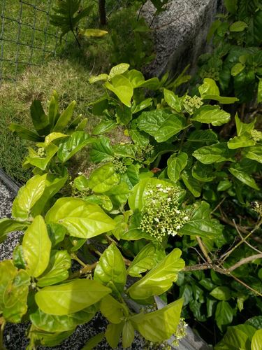 Premna serratifolia, 2021-05-01