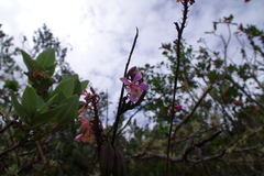 Epidendrum blepharistes