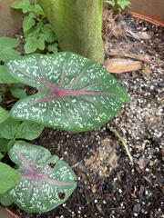 Caladium