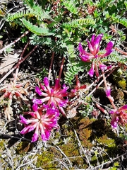 Astragalus monspessulanus