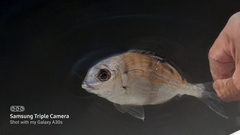Rhabdosargus holubi